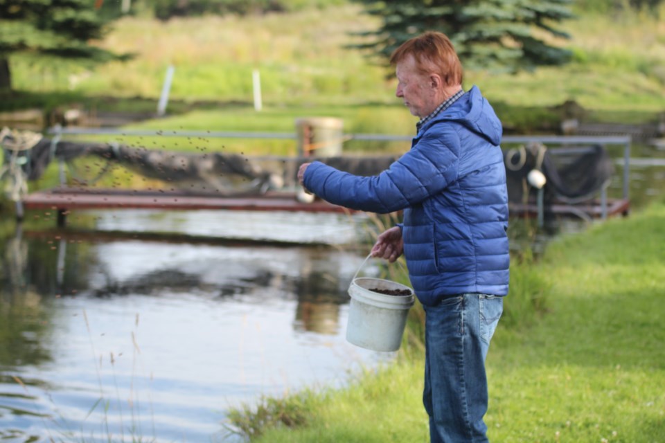 Robert Allen, owner of Alberta Trout Inc., feeds his remaining fish on his once prosperous trout farm near Elbow Valley.