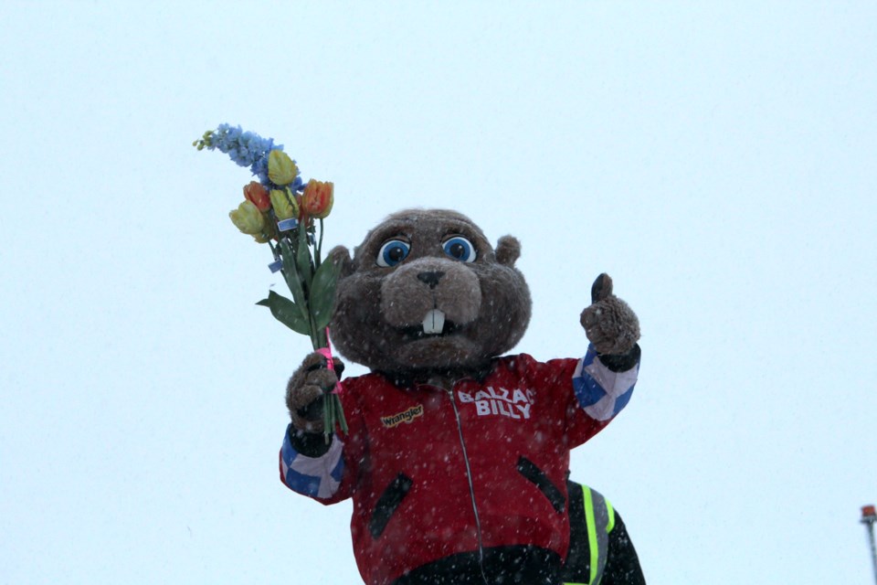 Balzac Billy predicts an early spring at Blue Grass Garden Centre's annual Groundhog Day breakfast. 