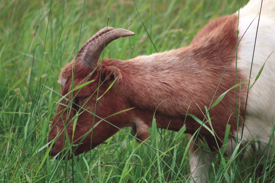 goats-web-7