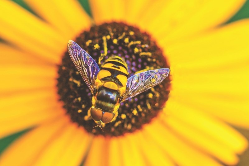 Rocky View County will host a workshop March 7 focused on attracting pollinators, including through beekeeping.