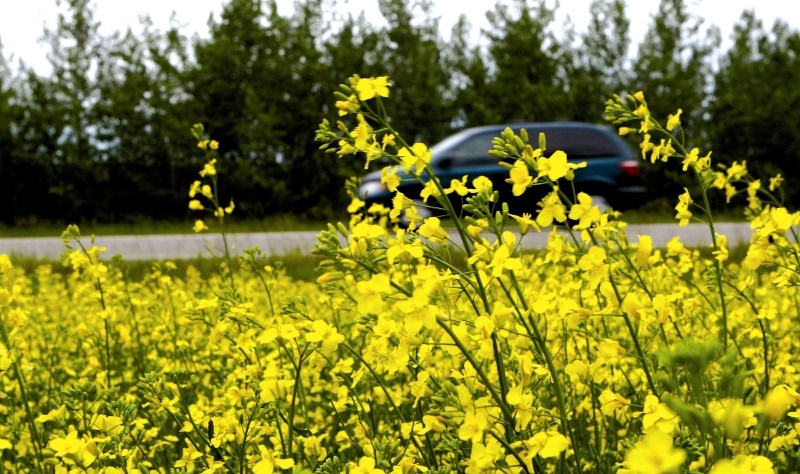 Producers should regularly check their canola fields for club root, as environmental conditions have been ideal for the formation of the infection.