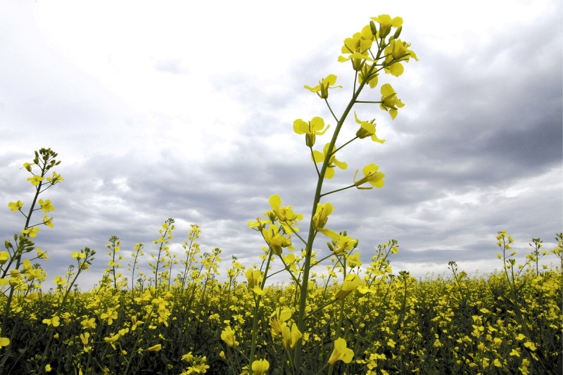 Many canola fields are still a week away from the ideal swathing stage due to late seeding and a cool, wet summer.