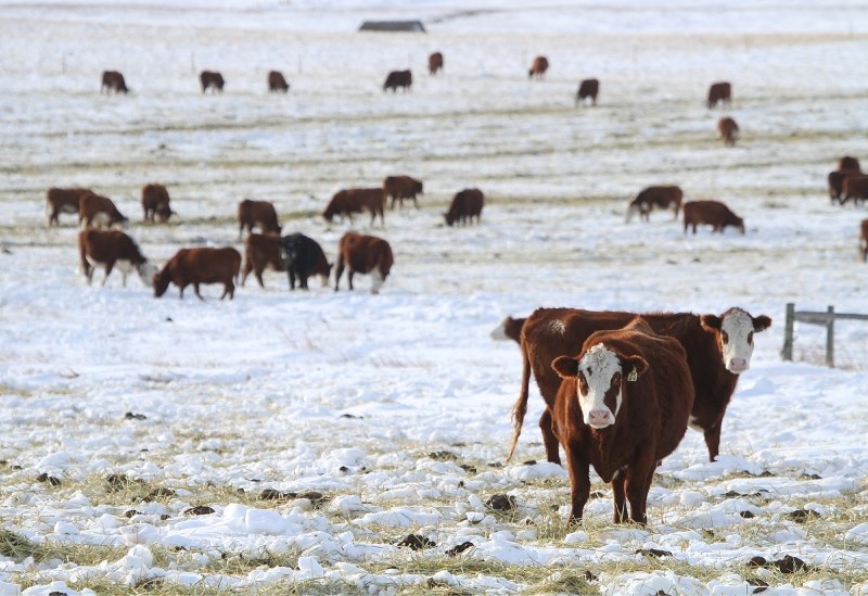 The third Meat Secretariat International Economics Workshop brought in more than 45 representatives from around the globe to talk about meat, pork, poultry, sheep and fishing 