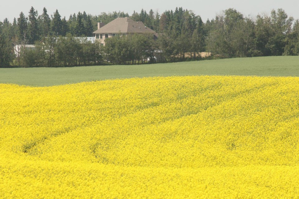 canola-field