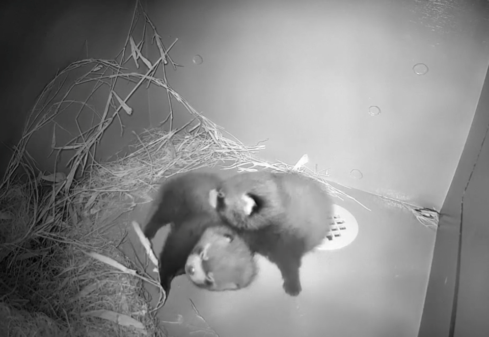 red-panda-babies-edmonton-zoo