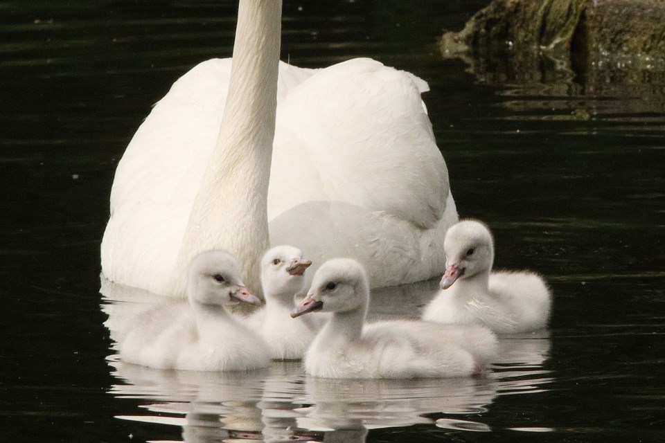 Aurora's resident swans, Cinnamon and Rusty, are the proud parents of  four cygnets (baby swans) born in the storm water pond at the Aurora Community Arboretum.