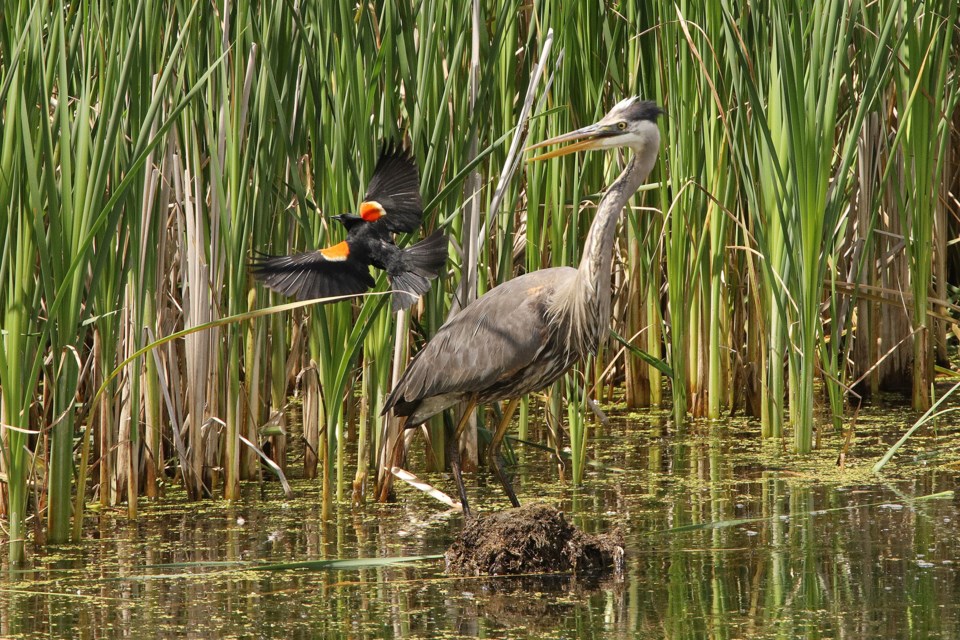 A red-winged black bird harasses a great blue heron which is getting annoyed.