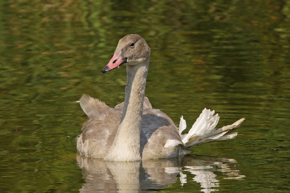 This cygnet at the Aurora Arboretum suffers from angel wing syndrome in its left wing, causing its flight feathers to stick out from its body. 