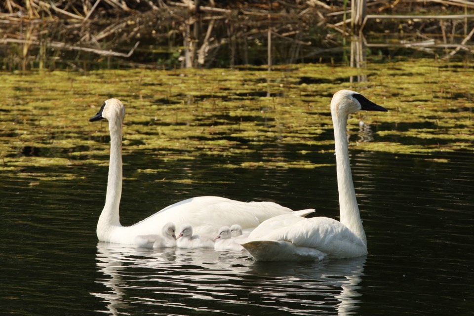 AuroraToday photographer Greg King patiently documented the story of the swan family in the pond at the Aurora Community Arboretum, from the birth of the cygnets to a sad twist at the end for one of the baby swans.