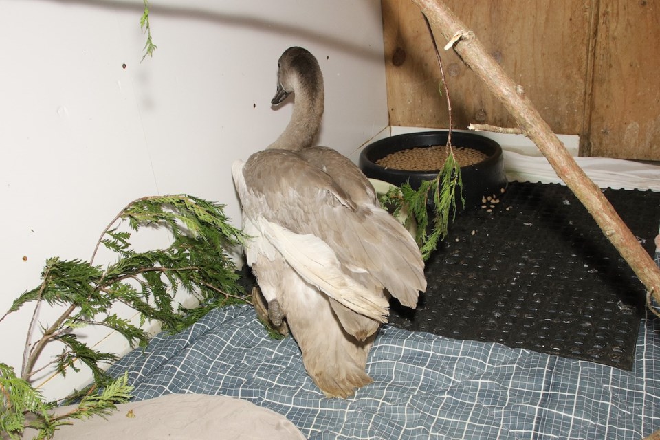 The Aurora trumpeter swan who developed angel wing syndrome will never fly. It's skittish when approached by humans.