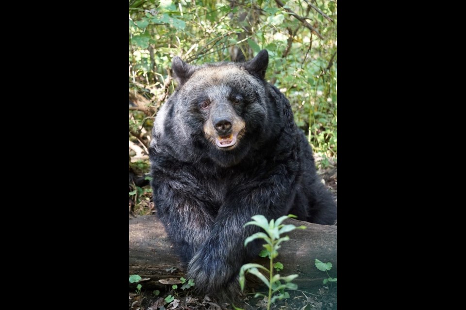 Bear Creek Exotic Wildlife Sanctuary relies on donations to care for the many unwanted, abused and injured animals it cares for.