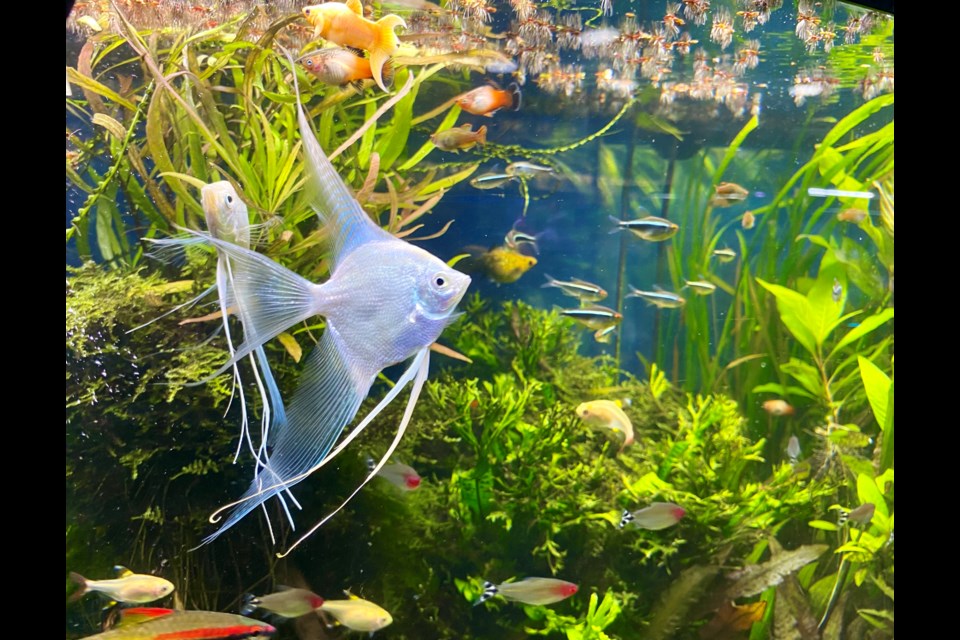 Angelfish are a stunning showstopper in aquariums.