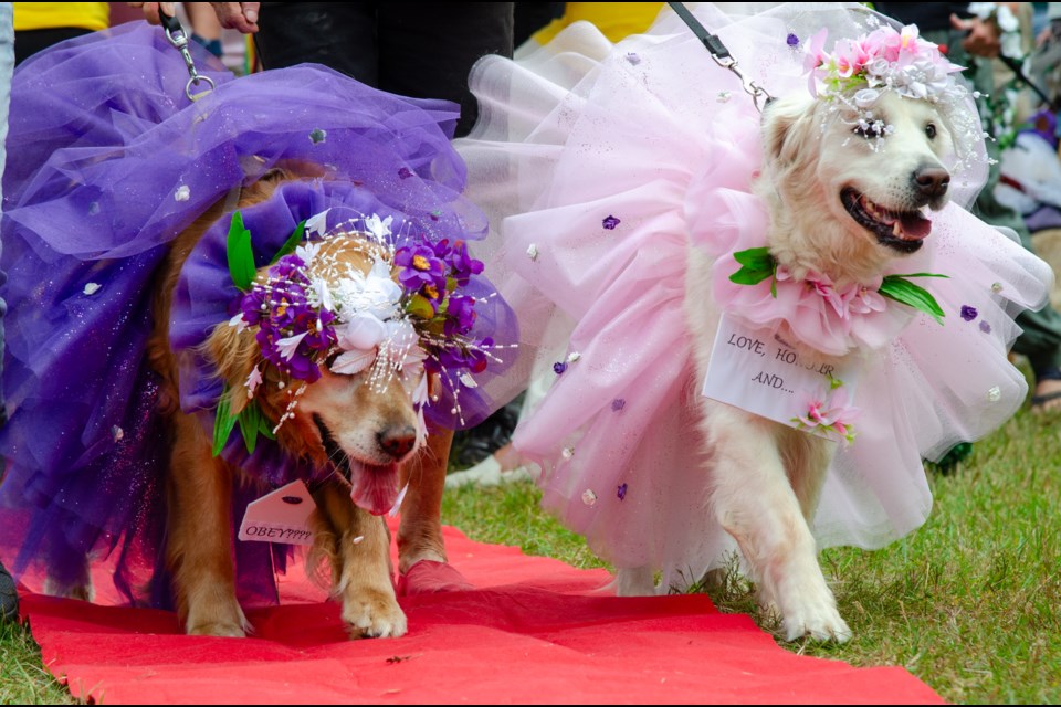 Dog couples was the theme of the Canadian Golden Rescue Picnic last September.