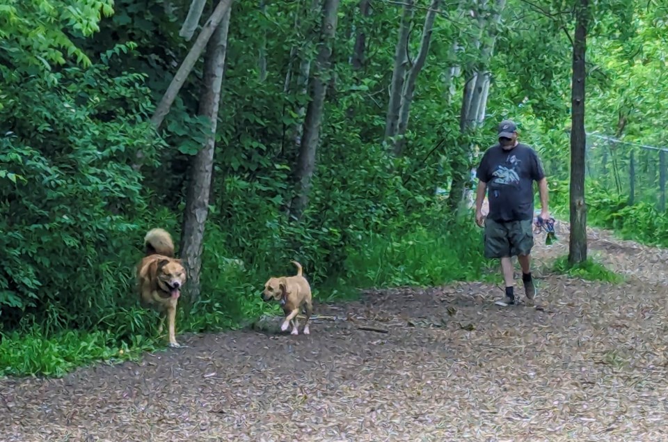 Barrie's off-leash areas can be 'such a treat' for canine pals - Barrie ...