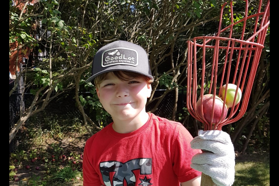 Residents around Barrie pick fruit from their backyard trees to donate to Living Green Barrie's Fruit Share program.