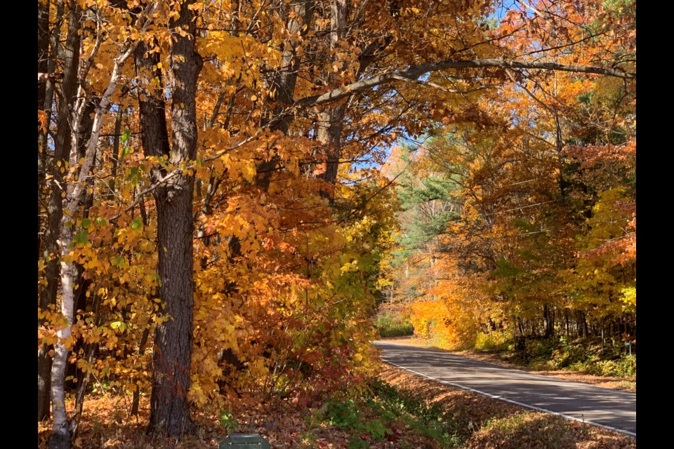 The sun shines through the red, orange and yellow leaves in mid-October as residents around the city enjoy the vibrant fall colours.