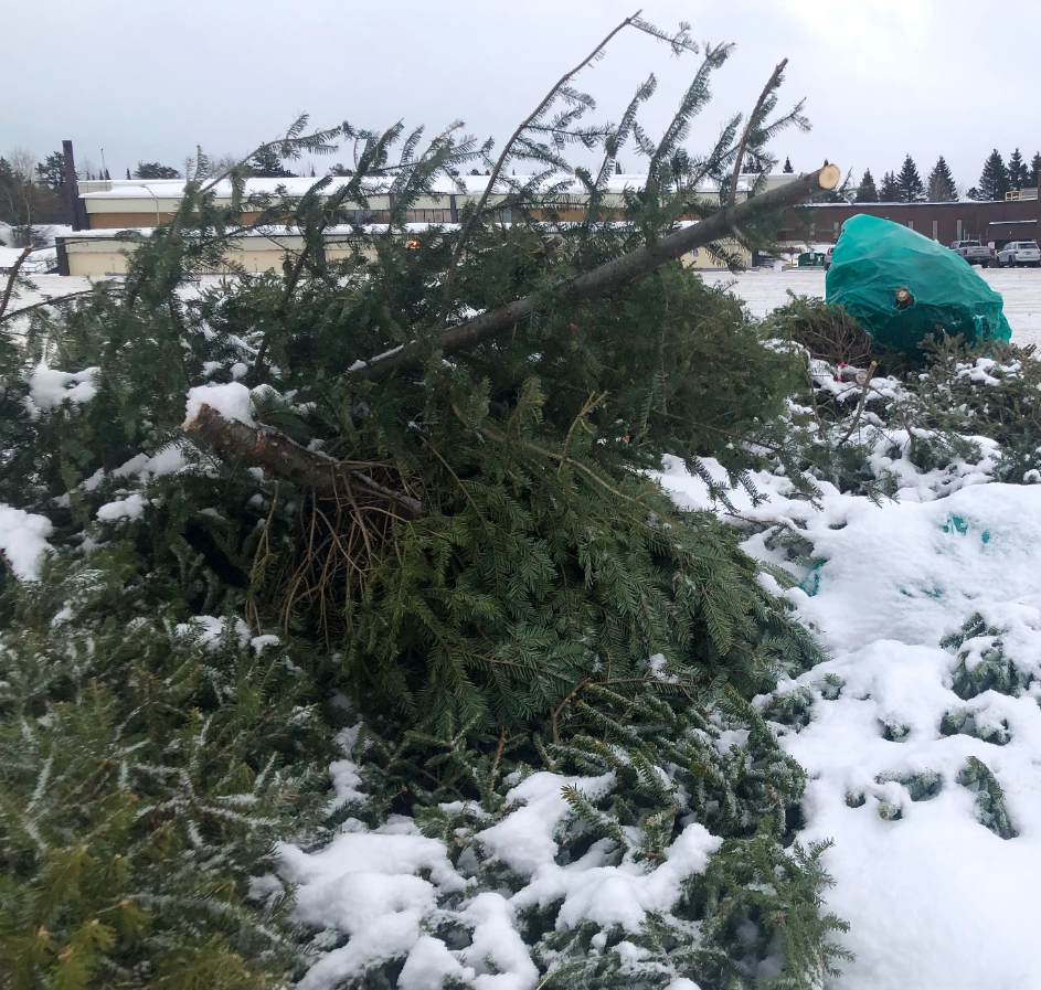 lower gwynedd township christmas tree disposal