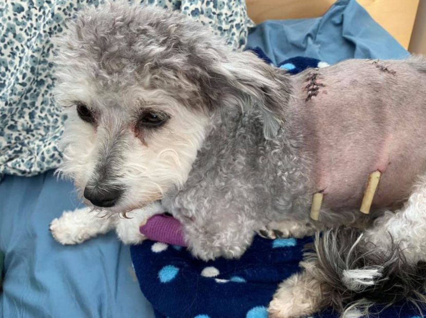Vet says dog 'just lucky to be alive' after being mauled by coyotes in