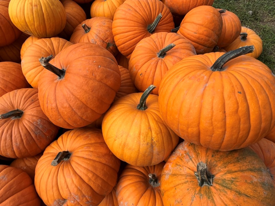 09242022BarrieHillFarmsPumpkinsRB1