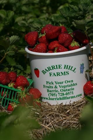 barrie hill berries