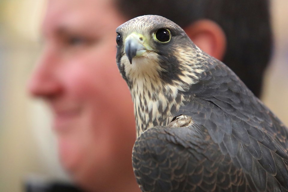 Hawks and raptors descend to Wild Birds Unlimited on Saturday (5 photos