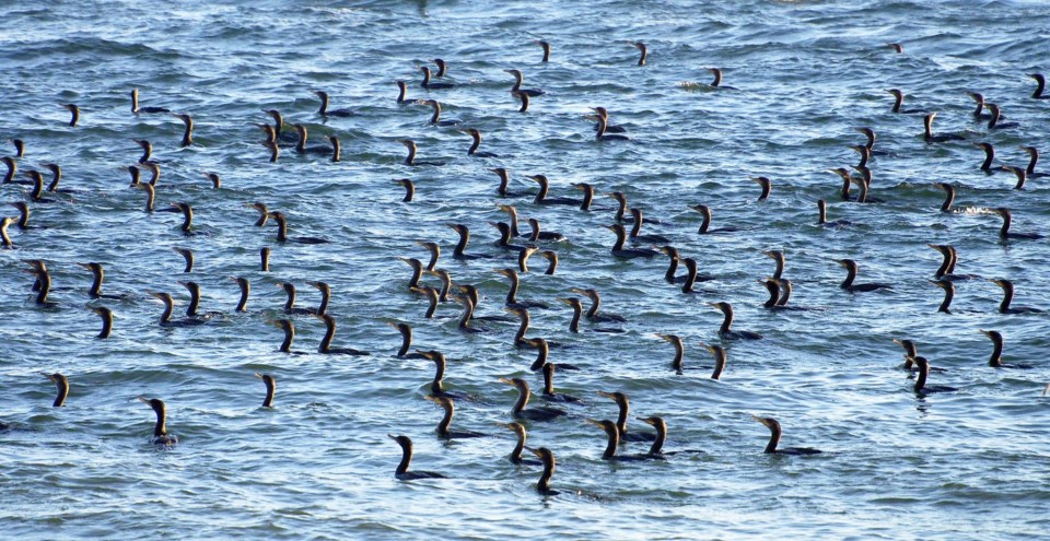 2018-12-21 Cormorants 3