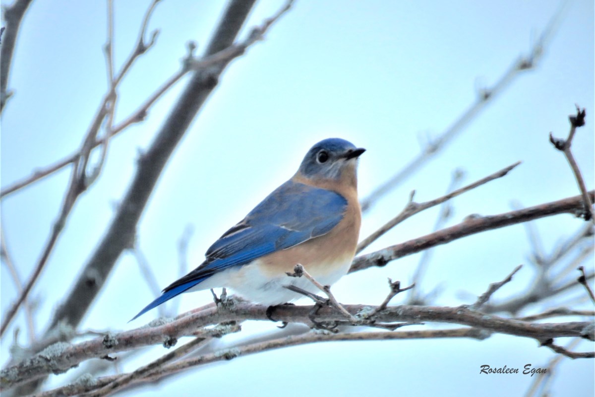 birding-bluebirds-represent-singing-symbols-of-happiness-hope-4