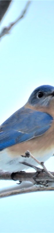 BIRDING Bluebirds Represent Singing Symbols Of Happiness Hope 4 