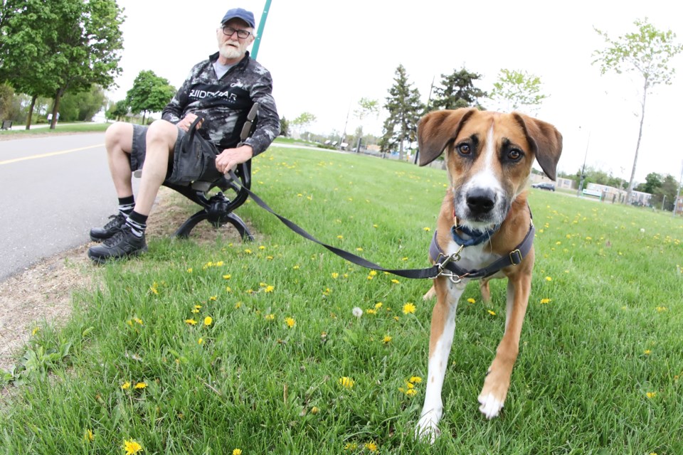 how to train dog to run next to bike