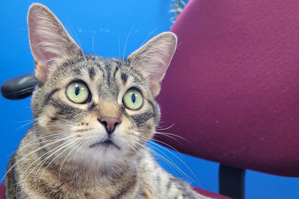 The longest-stay resident at the Barrie Animal Centre is an 11-year-old cat named Agatha, who has been waiting for over 230 days for a family to adopt her