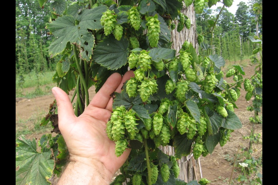 A cluster of Cascade hops at the Heritage Hill Hop Farm. Photo provided. 