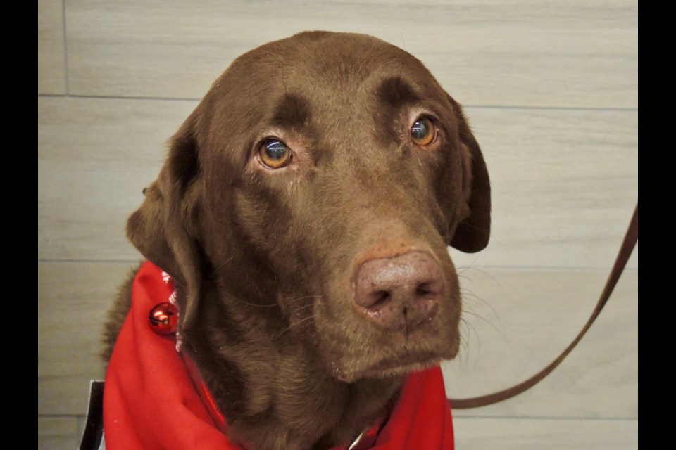 Big brother sales bandana petsmart