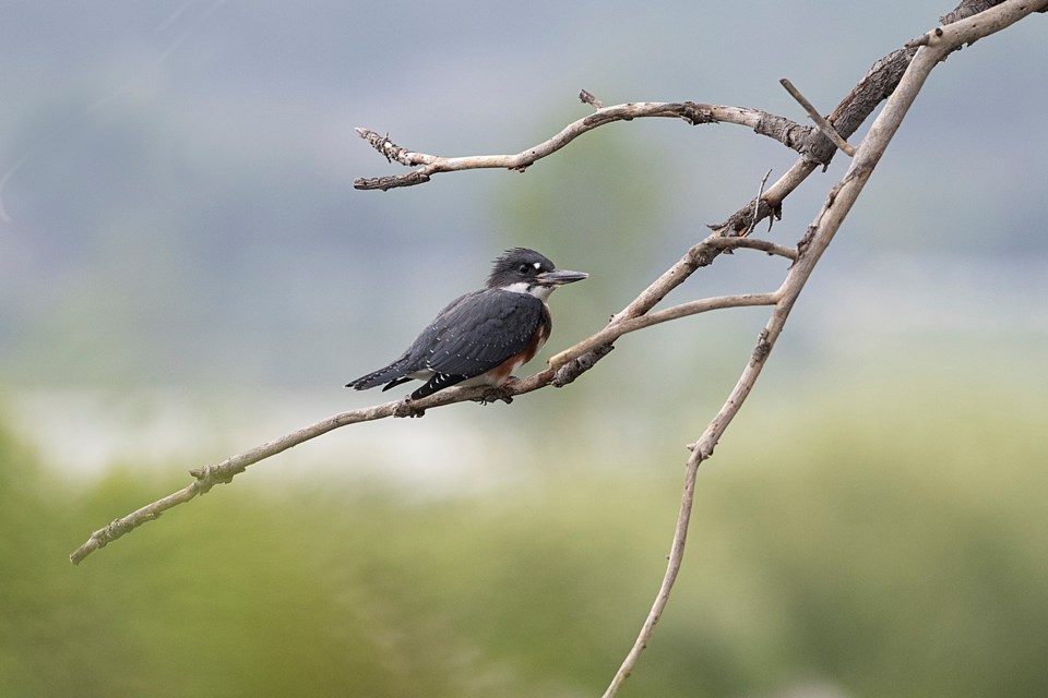 20241129-belted-kingfisher