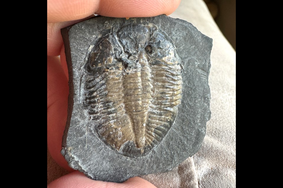 The fossilized remains of a 450-million-year-old trilobite called Pseudogygites latimarginatus which was found on the shore of Georgian Bay in Craigleith, Ontario.