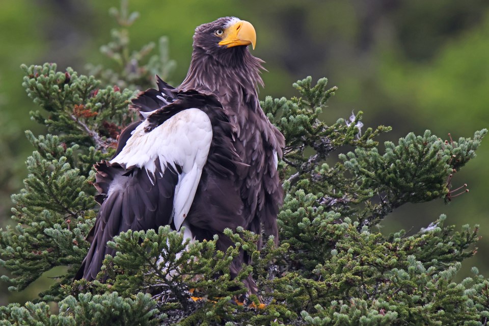 08042024columnstellersseaeagle1