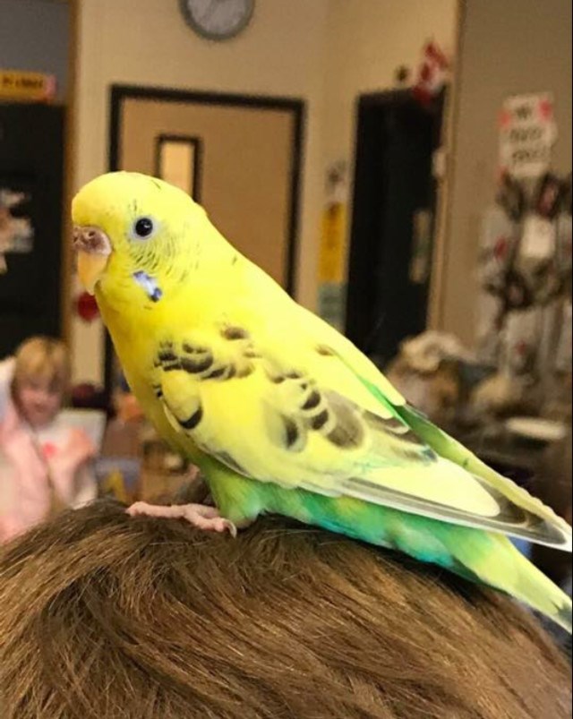 Budgie keeps hot sale escaping cage