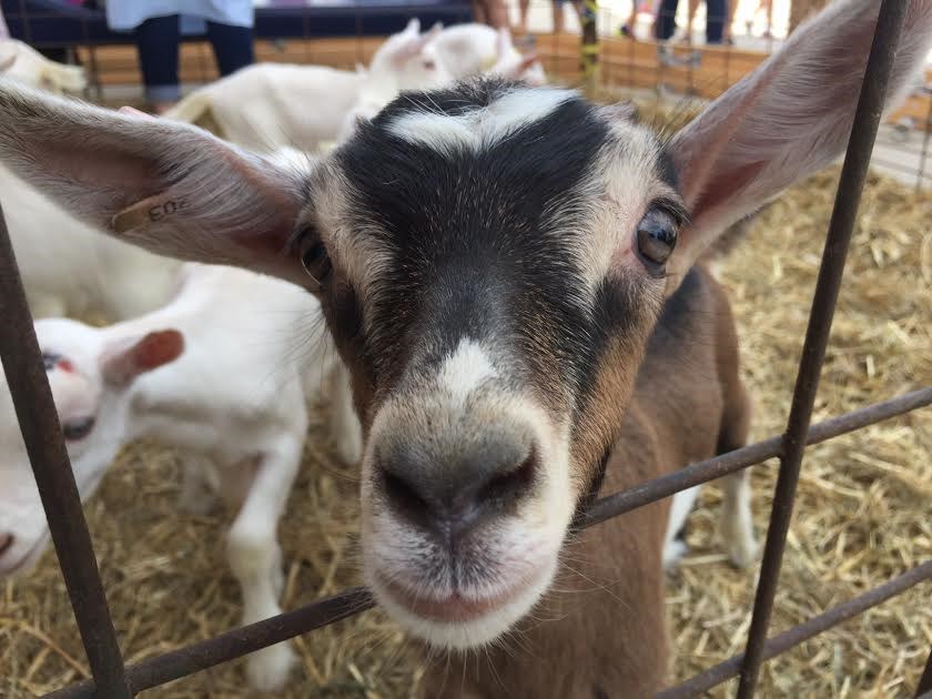 Fourteen baby goats delighted children outside Hyde Park Public School last night at its community barbecue for the climax of an annual fundraiser for the less fortunate.
Sue Sgambati/BarrieToday