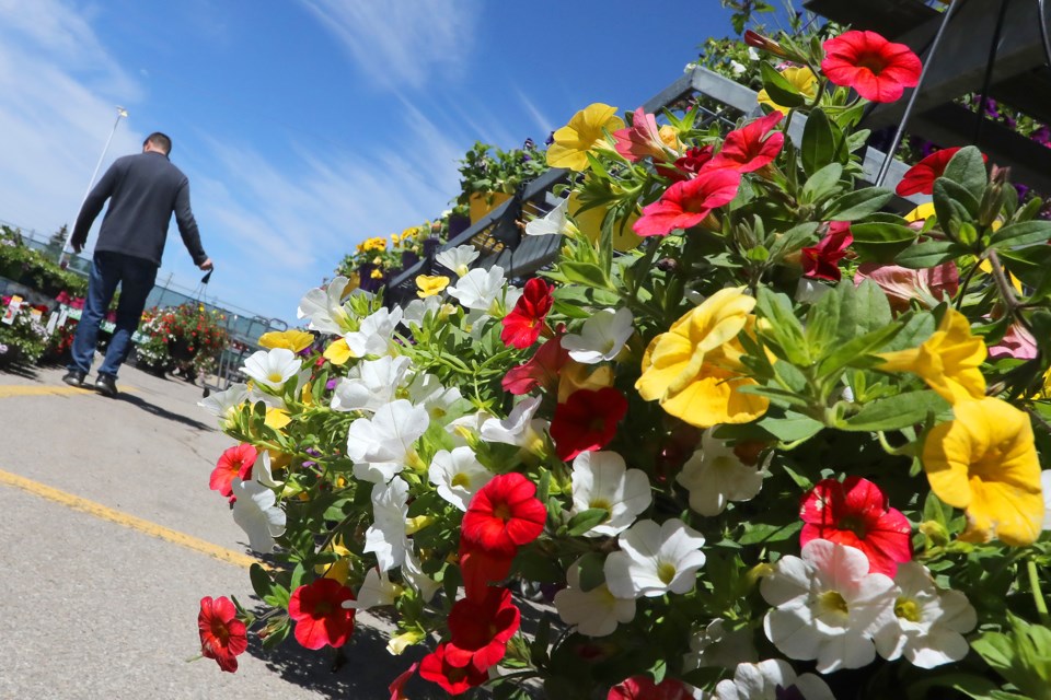 A shopper at Zehrs near Essa Road in Barrie looks for just the right flowers on Mother's Day on Sunday, May 13, 2018. Kevin Lamb for BarrieToday.