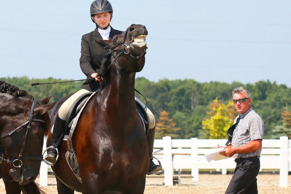 A hopeful horse smiles wide for the judge at the Essa Canadian National Draft Horse Exhibition held at the Essa Agriplex near Thornton on Sunday, August 5, 2018. The event promoted the three draft horse breeds in Ontario and is also a qualifier for larger competitions. Kevin Lamb for BarrieToday.