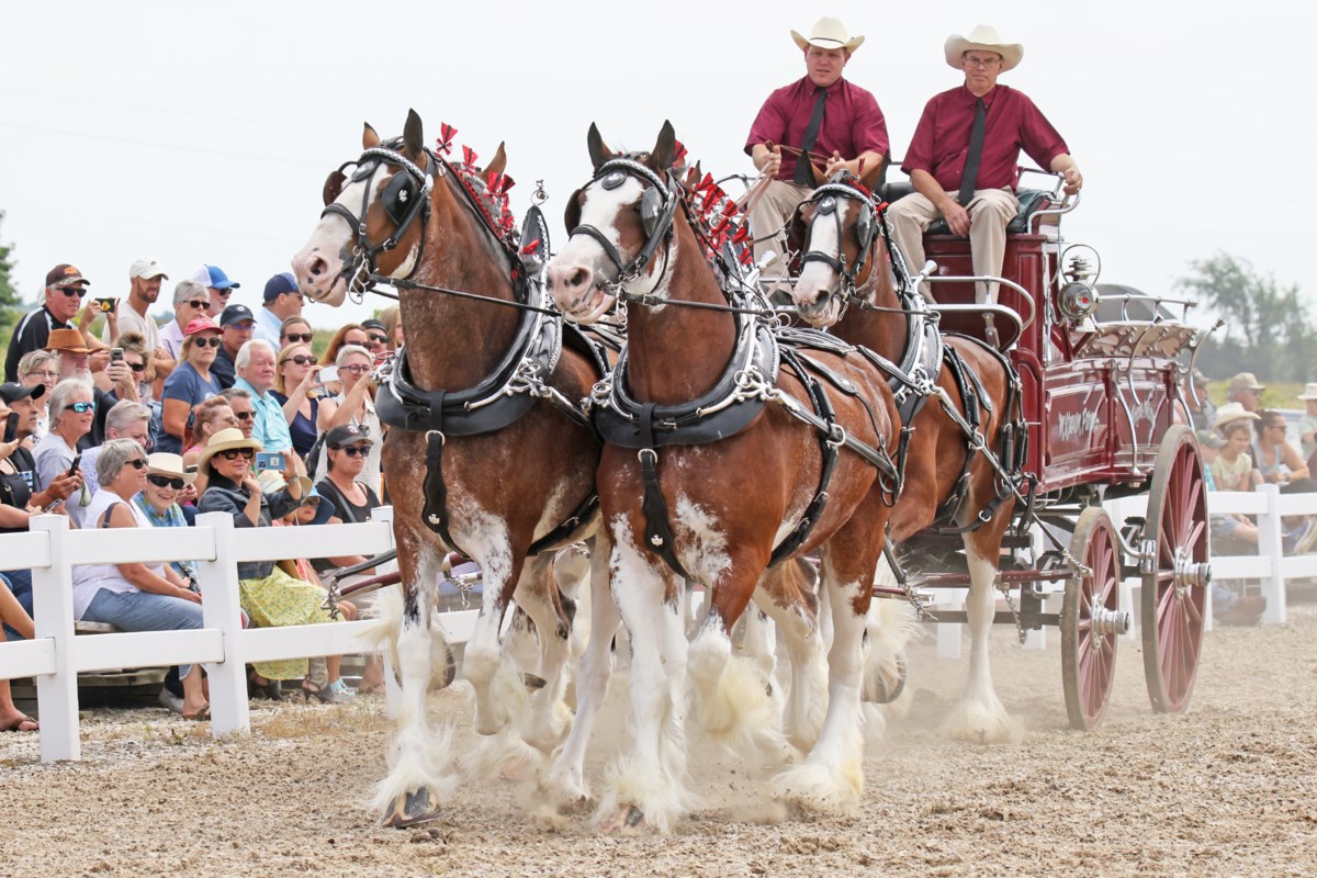 Draft horse show trots into Essa Agriplex Barrie News