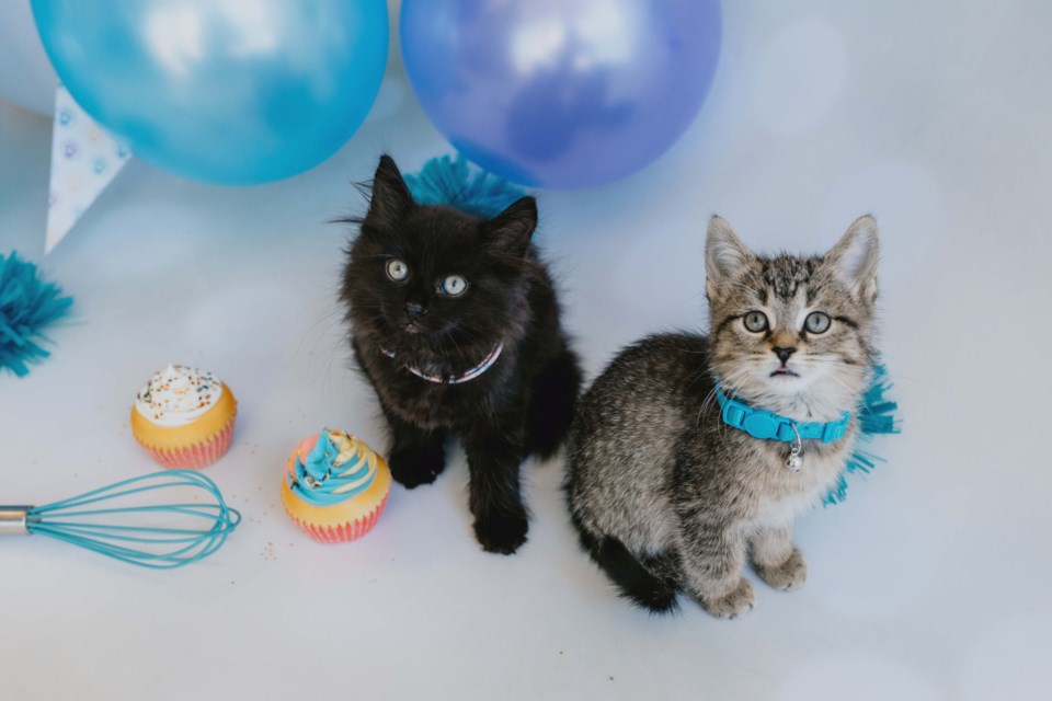 2025-02-03-ontario-spca-cupcake-day