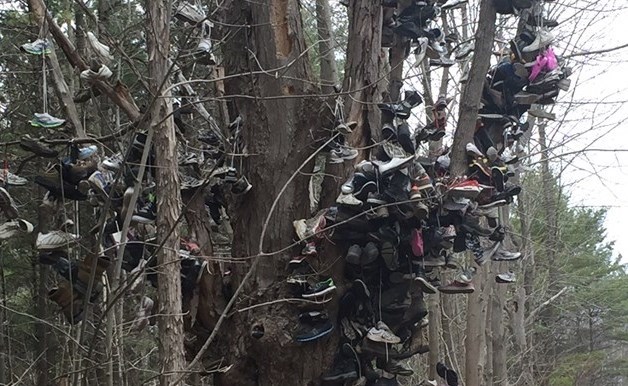 shoe-tree-horizontalSG