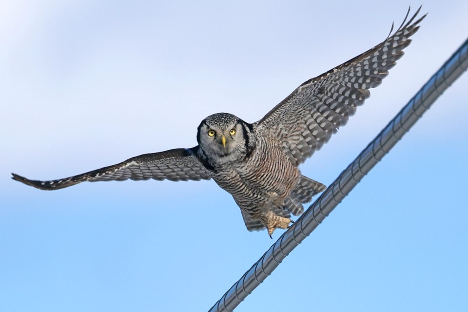 A rare northern hawk owl takes flight in Innisfil on March 6.