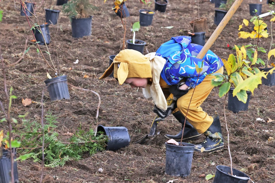 One of the many digging techniques executed during the Pine Tree Real Estate 2024 Halloween Community Tree Planting on Saturday at Pringle Park in northwest Barrie.