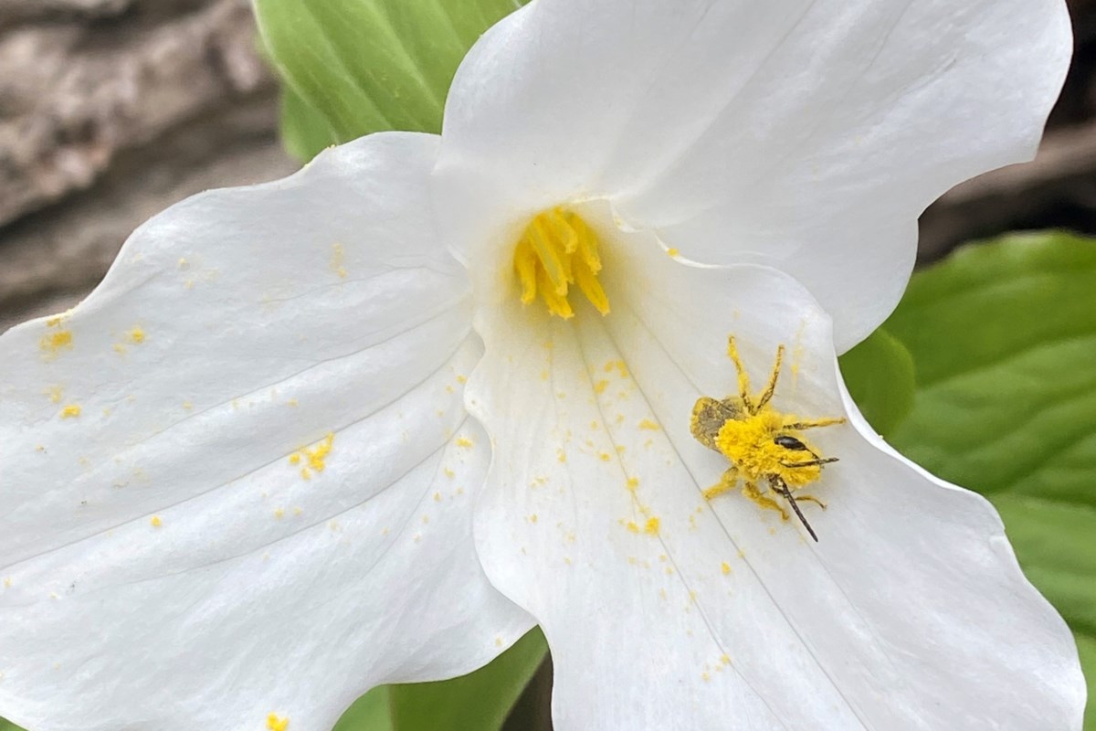 Pollinate Barrie, Living Green hosting tree and shrub sale