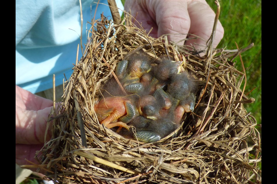 Birding: Nests are ready, so let the new bird families emerge