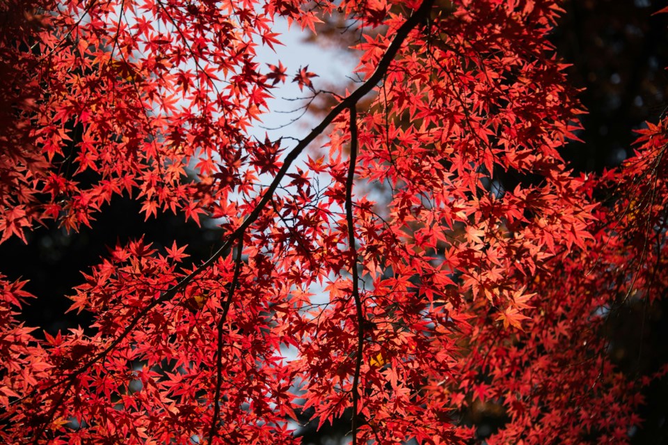 20241023-maple-tree-pexels-ben-cheung