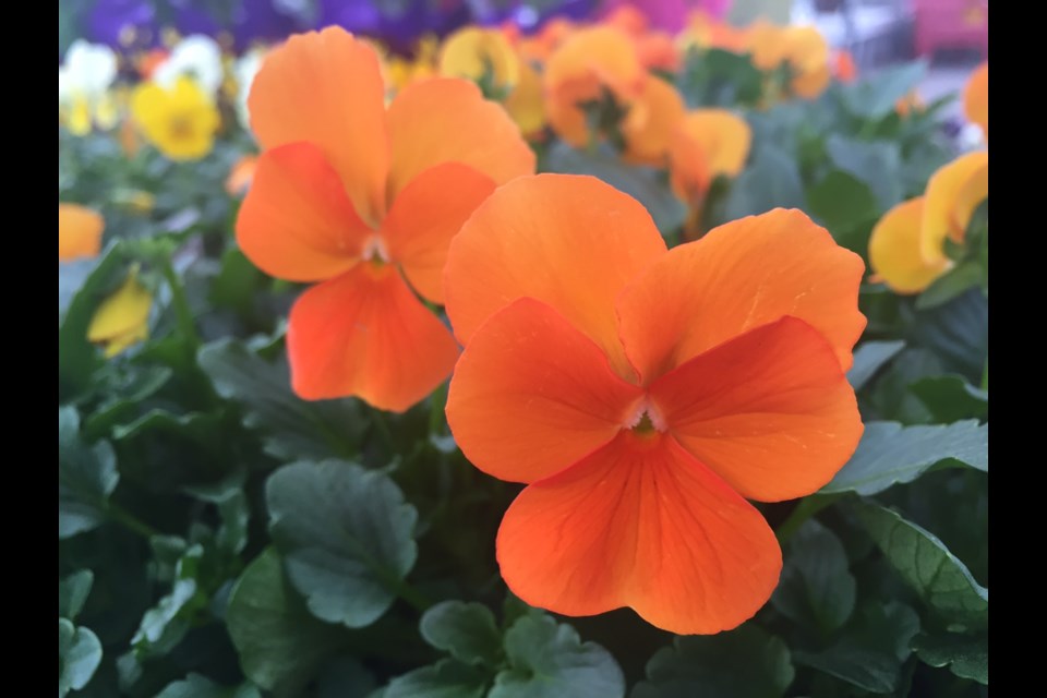 Barrie's Garden Centre has a wide variety of gorgeous spring flowers.
Sue Sgambati/BarrieToday
