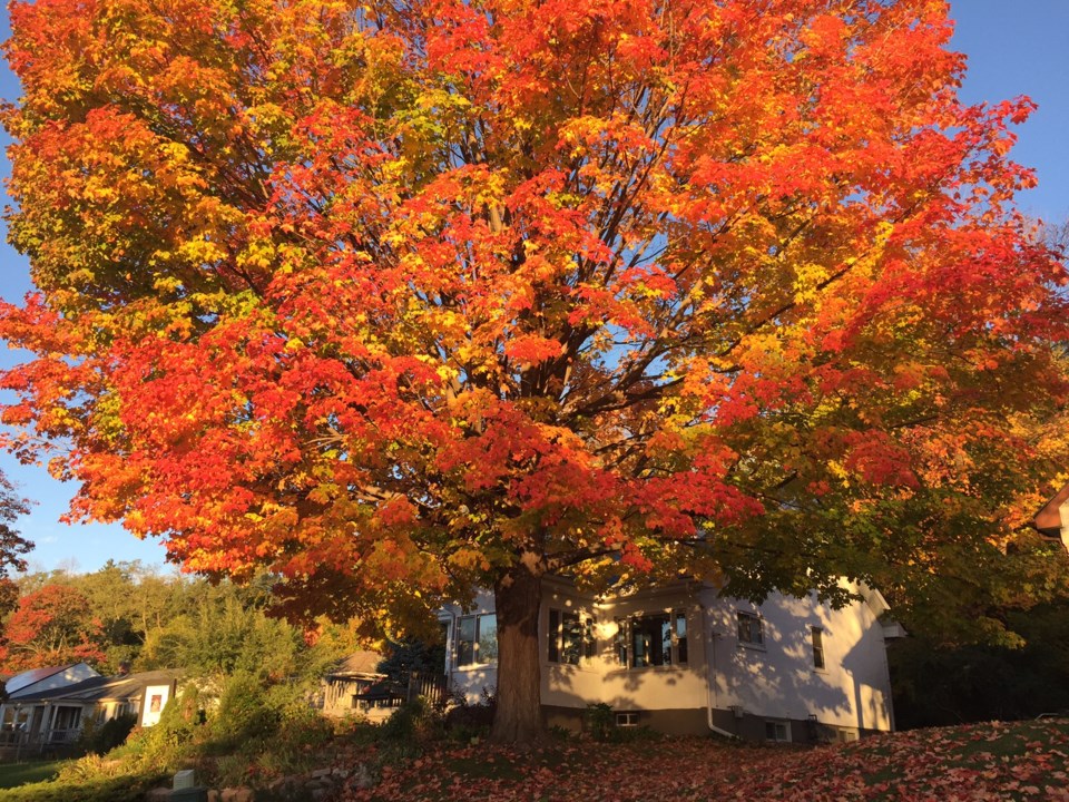 blake street tree 2