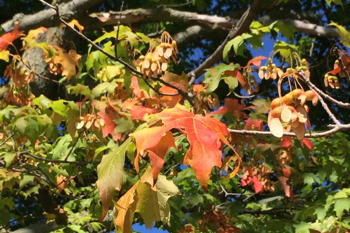 Pocatello Curbside Leaf Collection